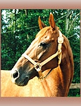 batist_th batist_th