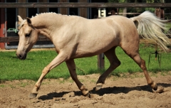 palominodreams04 palominodreams04