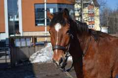 yantar_2